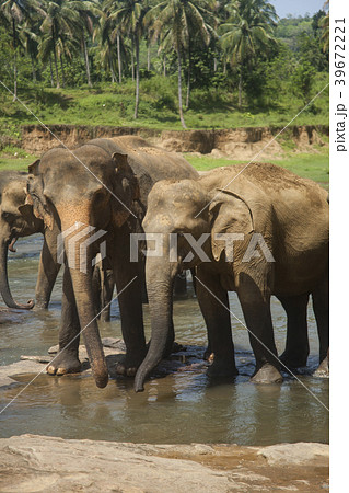 スリランカ ピンナワラの象　世界遺産  39672221