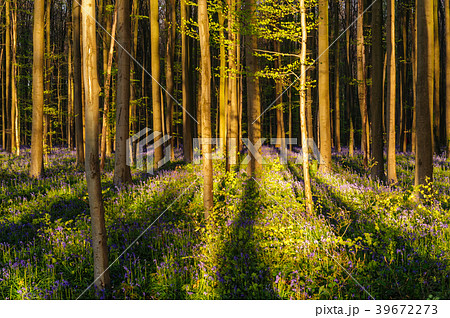 Sunrise illuminating bluebells 39672273