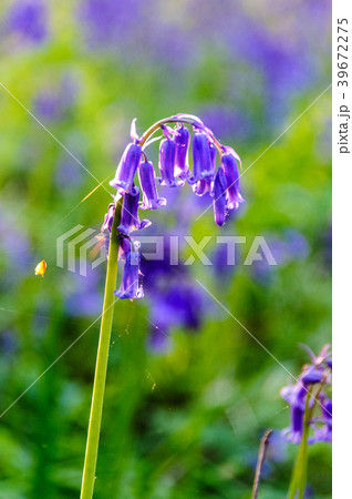 Sunrise illuminating bluebells 39672275