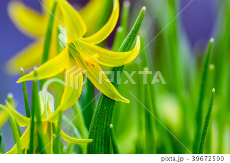 Blooming Yellow Star-of-Bethlehem, Gagea lutea 39672590