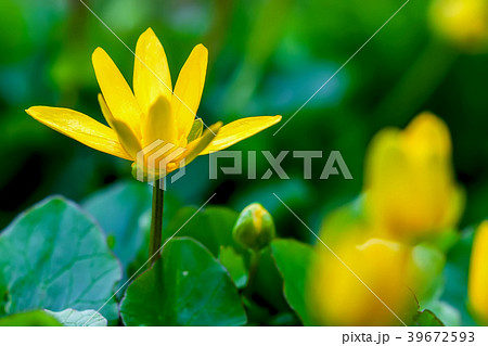 Blooming Yellow Star-of-Bethlehem, Gagea lutea 39672593
