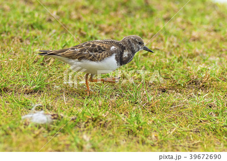 Pectoral sandstone walking along the grass along 39672690