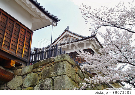 桜　上田城跡公園 39673505