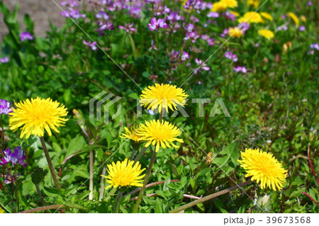 たんぽぽとれんげ草 39673568