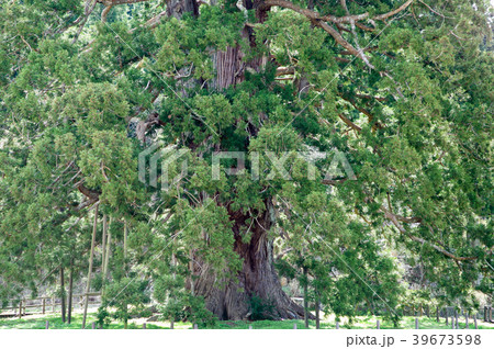 杉沢の大杉 天然記念物 福島県 杉沢の大杉 天然記念物 福島県 39673598