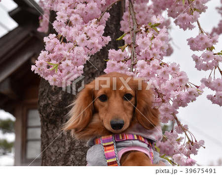 桜と可愛いわんこ　ダックス 39675491