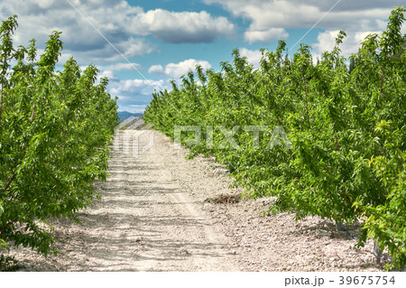 Grove of olive trees Grove of olive trees 39675754