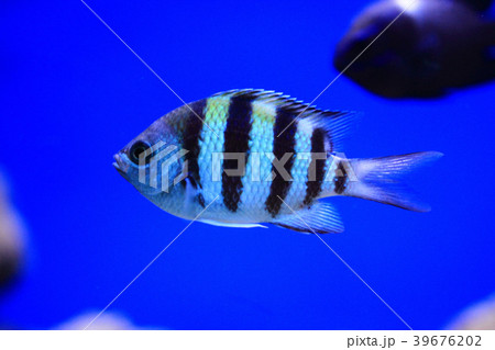exotic sea fish 39676202