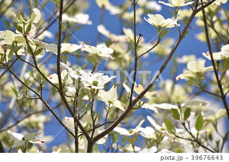 ハナミズキ（花水木） 39676643
