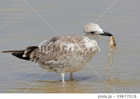 Not his prey 39677018