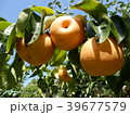 梨収穫 39677579