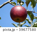 りんご収穫 39677580