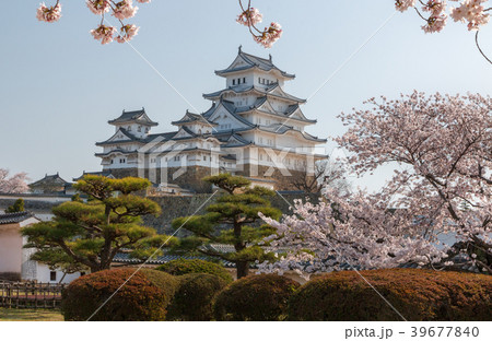桜咲く姫路城 39677840