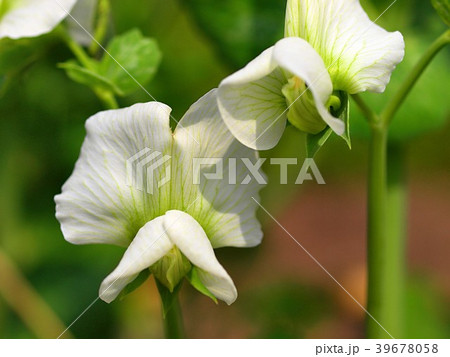 スナップエンドウの花の写真素材