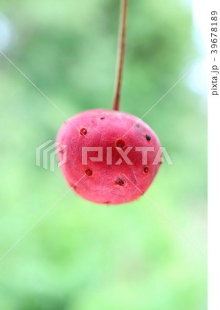 ヤマボウシの実 秋 自然背景 ヤマボウシの実 秋 自然背景 39678189