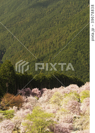 桜咲く山辺の里 桜咲く山辺の里 39678838