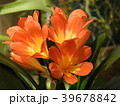 クンシラン 39678842