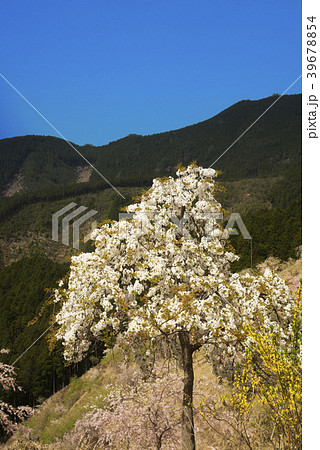 桜咲く山辺の里 桜咲く山辺の里 39678854
