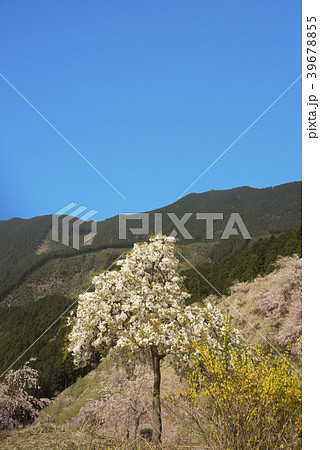 桜咲く山辺の里 桜咲く山辺の里 39678855