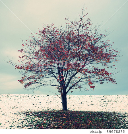 雪中桜 雪中桜 39678876