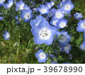 ネモフィラ 39678990