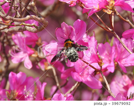 ツツジで吸蜜する花粉まみれのクマバチ 39679092