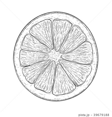 Orange slice. Black and white hand drawn sketch 39679188