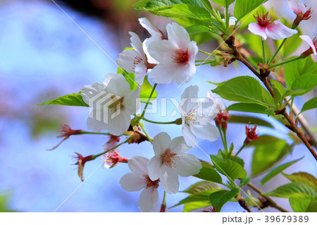 桜の花 39679389