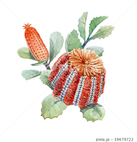Watercolor australian banksia floral composition 39679722