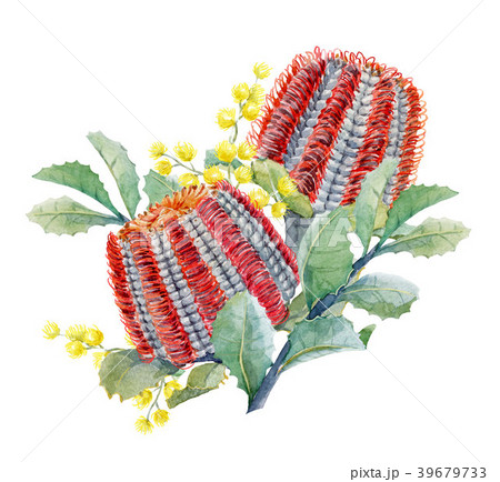 Watercolor australian banksia floral composition 39679733