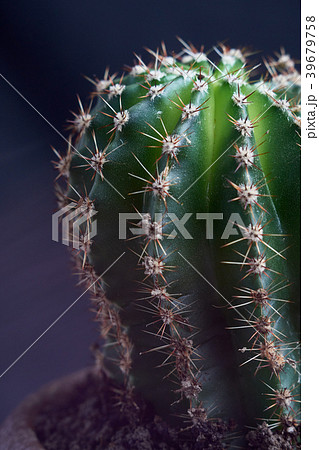 Artificial succulent plant in ceramic pot  39679758