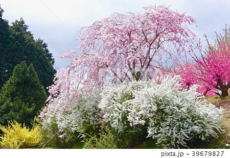 春の天野の風景　和歌山県伊都郡かつらぎ町 39679827