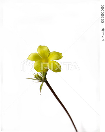 グラキリス 39680000