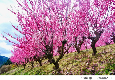 山モモの花　和歌山県伊都郡かつらぎ町天野 39680211