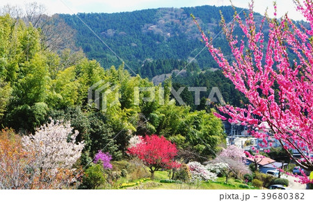 春の天野の風景　和歌山県伊都郡かつらぎ町天野 39680382