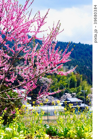 山モモの花　和歌山県伊都郡かつらぎ町天野 39680384