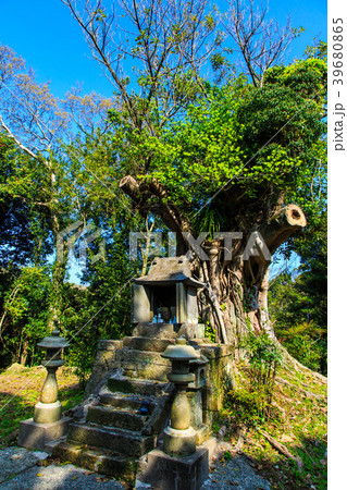 松島　松山のアコウ　【長崎県西海市】 39680865