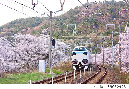 阪和線　山中渓駅の桜並木を通過する特急パンダくろしお号　 39680908