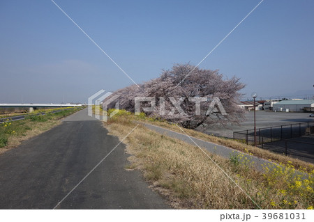 坂東大橋北のさくら 坂東大橋北のさくら 39681031