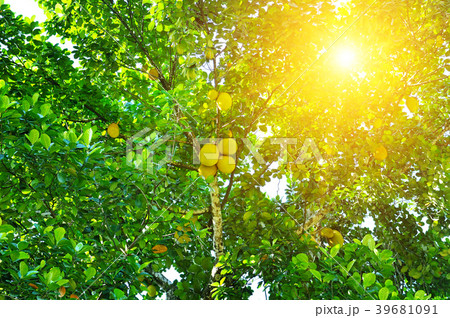 Ripe breadfruit (Artocarpus altilis) on a tree. Ripe breadfruit (Artocarpus altilis) on a tree. 39681091