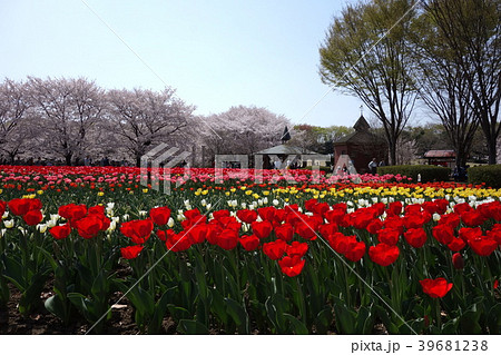 深谷グリーンパークのチューリップ 深谷グリーンパークのチューリップ 39681238