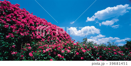 バラ 雲 赤いバラ 39681451