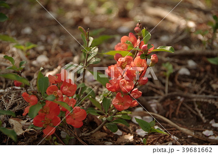 クサボケ 2018.4.4撮影(栃木県真岡市) クサボケ 2018.4.4撮影(栃木県真岡市) 39681662