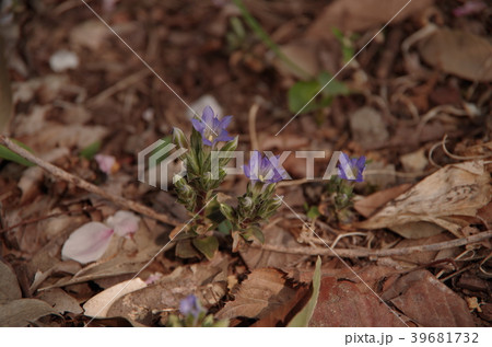 フデリンドウ 2018.4.4撮影(栃木県真岡市) フデリンドウ 2018.4.4撮影(栃木県真岡市) 39681732