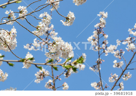桜と青空 39681918