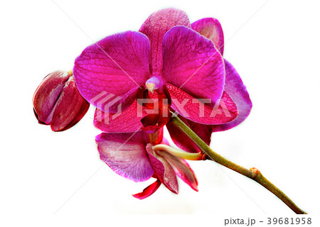 Beautiful branch of pink orchids isolated 39681958