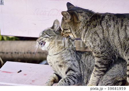 野良猫の交尾 野良猫の交尾 39681959