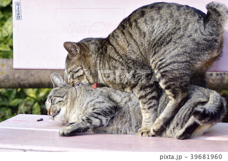 野良猫の交尾 野良猫の交尾 39681960