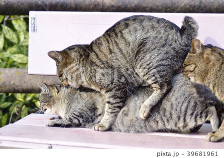 野良猫の交尾 野良猫の交尾 39681961