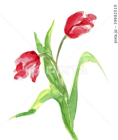 チューリップ チューリップ 39682019